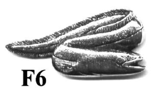 Odznak Úhoř